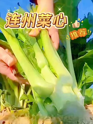 【连州菜心种子】四季阳台可种植花盆泡沫箱小院盆栽
