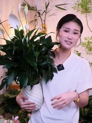 阿曼达白掌盆栽 阿曼达白掌盆栽室内绿植花卉客厅办公室四季开花植物#阿曼达白掌 #白掌 #花卉绿植 #白掌盆栽 #花的世界很美 @DOU+上热门 @DOU+小助手