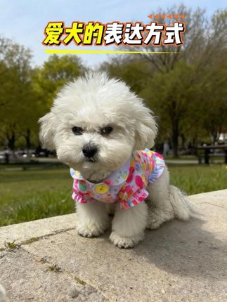 自己的爱犬,只有自己疼。 #萌宠 #科学养宠 #养宠必备 #养狗经验分享 #无限回购的宝藏单品