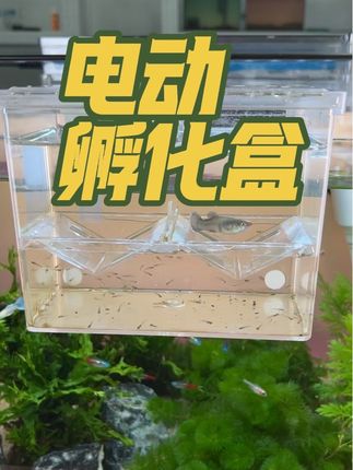 新品电动孵化盒、隔离盒、斗鱼盒,功能太强大了#养鱼日记 #生小鱼宝宝 #水族