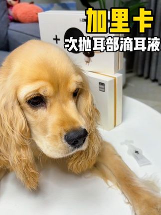 我家狗狗耳朵大,容易藏污纳垢,我都是每周给它用一次这个加里卡的次刨滴耳液,单管设计,每只狗狗用一只,也不怕交叉感染了,简直太好用了,刷到赶紧给你家狗狗也安排上#加里卡 #加里卡次抛滴耳液 #科学养宠攻略 #宠物耳朵清洁 #宠物好物
