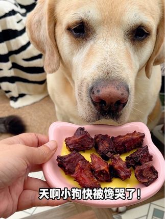 肉紧骨酥,爵宴这个蜜汁兔脊骨营养解馋磨牙真不错!#狗狗零食#太好吃了 #宠物零食 #爵宴#宠物吃货