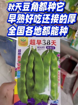 #每日分享 #豆角种子 #早熟油豆 #早熟38天豆角