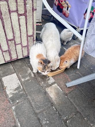 给流浪猫加点营养。#猫咪救助 #流浪动物救助 #关注流浪动物