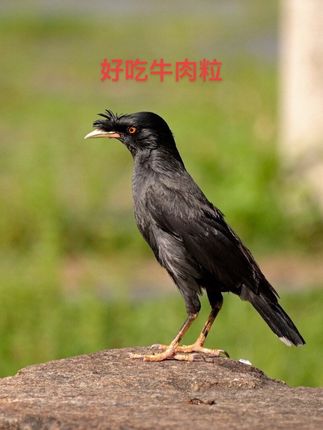 八八 牛肉粒#日常生活
