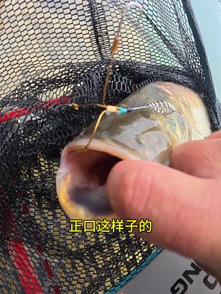 想试试半根浮漂拉黑票,就用鲢鳙三叉马! #浮钓鲢鳙 #钓鱼的乐趣只有钓鱼人懂 #钓鱼人就是这么疯狂