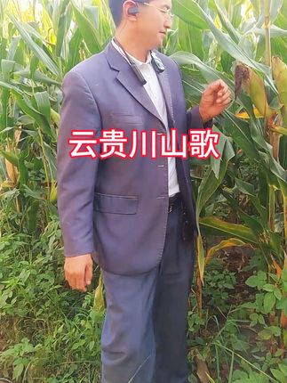 #云贵山歌 #开心就是幸福 #玉米地 #农村生活