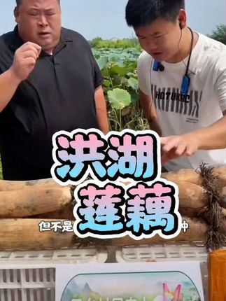 纯绿色洪湖粉藕,粉粉糯糯,煲汤绝绝子,零泡发没有科技与狠活,现摘现发 #优质农产品 #家乡好货 #洪湖莲藕 #三江锅直播 #爆笑三江锅