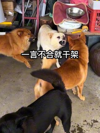一言不合就干架 #中华田园犬 #狗狗干架 #那个被遗弃的小狗终于长大了 #每只小狗都有属于自己的香蕉窝 #小奶狗