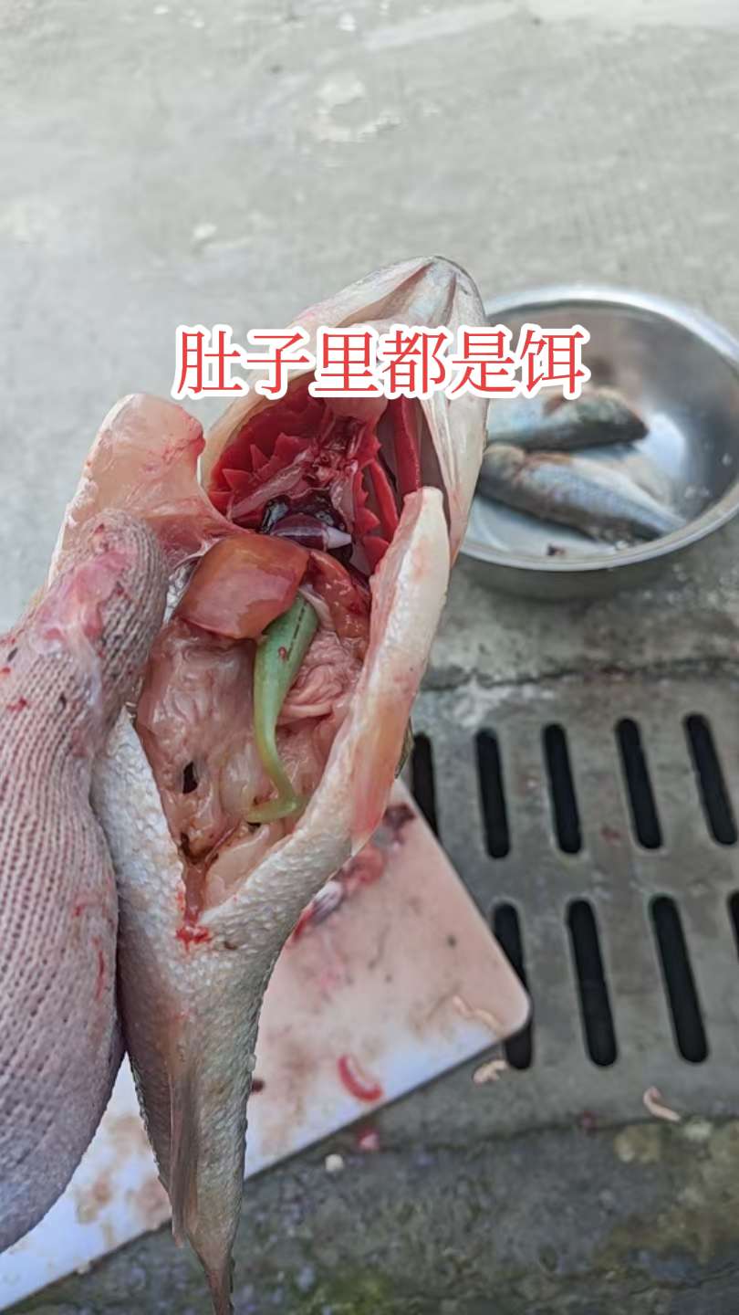 真贪吃。肚子里都是饵#海鲜 #海鲜水产 #垂钓 #纯天然绿色食品