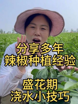 辣椒花期到底要不要浇水,该怎么浇,很多人都做错这一步,产量都上不去,一招教你轻松掌握高产秘诀#辣椒种植#辣椒浇水#农业知识点#助农