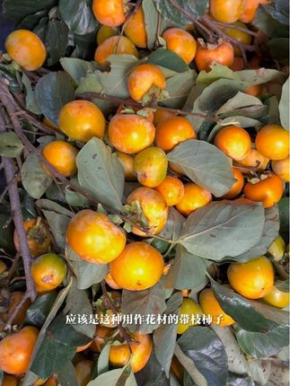 可以用作花材的带枝柿柿如意 #花材推荐 #柿柿如意