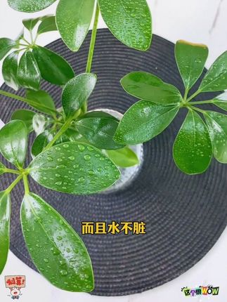 水培七叶莲鸭脚木绿植盆栽室内外生长四季常青观叶植物#水培植物 #七叶莲 #绿植盆栽 #爱生活爱养花 #盆栽绿植