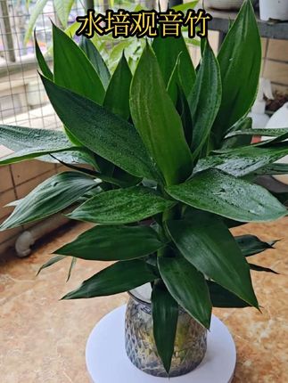 你知道什么植物放在卧室可以净化空气吗?#水培观音竹 #富贵竹 #室内绿植 #水培植物 #观音竹