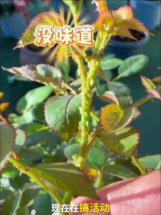 月季长出嫩芽花苞时,就要抓紧给它做#病虫害防治,不然很快就有虫子祸害它,#种植小技巧 #月季养护 #种植小技巧