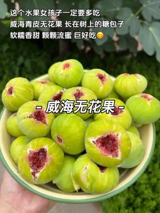 威海青皮无花果,长在树上的糖包子,甜到流蜜!女孩子应该多吃的水果#无花果 #威海青皮无花果 #新鲜应季水果 #优质农产品 #立秋开吃啦