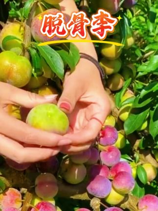 #脱骨李又脆又甜 #优质农产品原产地 #源头好货在这里 #家乡特产。#那也太好吃了。