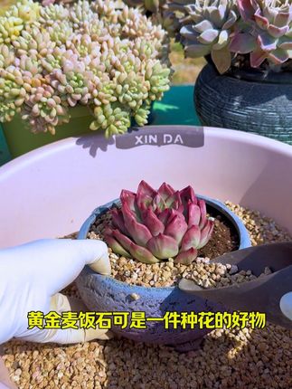 #多肉麦饭石 9.9就有十斤!太划算了#爱生活爱养花 #花卉绿植 #多肉#多肉植物
