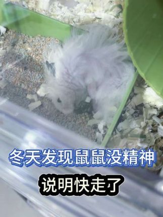 很多鼠鼠挺不过冬天! #金丝熊 #仓鼠保暖纸棉 #纸棉垫料 #仓鼠冬天怎么保暖 #养鼠日常分享 宠尚天仓鼠纸棉低尘柔软亲肤纸屑金丝熊刺猬过冬保暖垫料用品大全