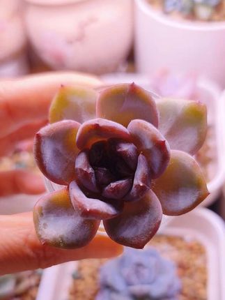 今天立秋,今天是8月7日星期四,早安,这是24节气中,秋季的第一站,秋已至,一叶落,天下秋,一个转身,夏天就成了故事,一个回眸,秋天便成了风景。希望这个秋天的秋风不燥,岁月静好,愿我们都平安顺遂,一切美好如期而至。#立秋#立秋了照顾好自己 #立秋后养肉肉