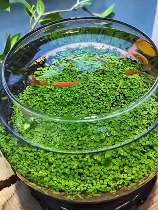 #水草种子鱼缸造景 #水草种子种植 #水草种子养鱼 #养鱼养心 #小物件提升幸福感
