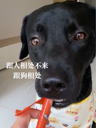 冬天已经来了,给狗狗安排上小暖衣#黑狗 #宠物衣服 #狗狗四脚衣服 #狗狗秋冬装 #狗狗睡衣