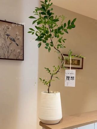 回复 @小妮吖的评论 #生活美学 #园艺 #室内盆栽 #九里香也叫千里眼