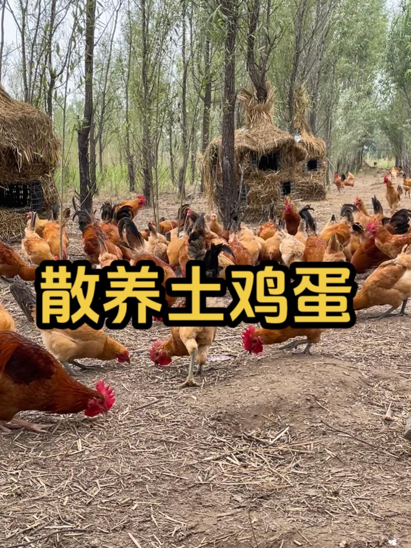 🐔散养“土鸡”“土鸡蛋”自然健康 ❤️纯纯的味道,五谷杂粮喂养 ❤️让您吃的美味,吃的放心 #农村土鸡蛋 #散养土鸡生态养殖土鸡
