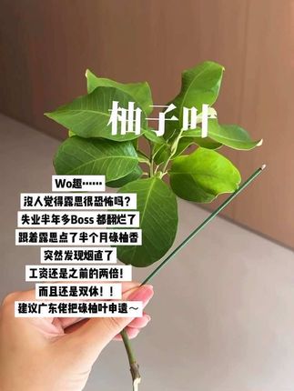 #今日分享 #每日分享 #分享 #种草好物推荐 #碌柚叶