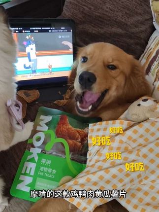 狗狗薯片怎么比人的薯片还香 这也太好吃了吧 酥酥脆脆的关键是吃了还不上火 狗子的幸福快乐说~#金毛 #宠物零食 #狗零食 #金毛 #我和我的狗