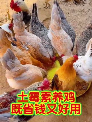 #养鸡知识 #养鸡技术 #养鸡小妙招 #三农养殖