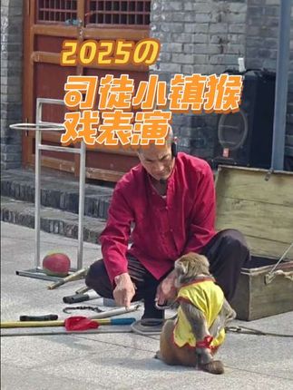 司徒小镇猴戏表演来了#非遗传承 #司徒小镇 #猴子(禁止非法买卖饲养野生动物)