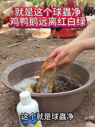 就是这个球蟲净,鸡鸭鹅远离红白绿#知识分享 #三农 #鸡鸭鹅养殖 #养鸡人