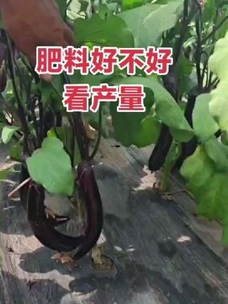 #热点 农户别再上当受骗了 其实不扎深根 没产量 品质差 黄叶 早衰 一瓶蚯蚓酶原粉就够了#农业种植 #三农种植 #种植技术 #土壤板结的改良方法
