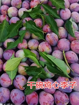 #东北干碗鸡心李子#酸甜可口嘎嘎好吃#现摘现发#顺丰包邮到家#