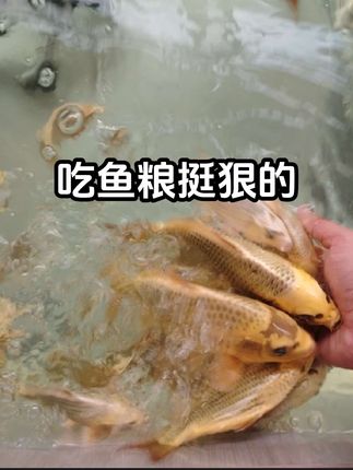 从小到大只吃过丰年虾和统一鱼粮 #养鱼日记 #统一鱼粮 #锦鲤鱼粮
