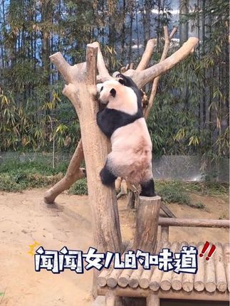 25.9.17 爱宝早上又爬树给女儿们留信,明天过后睿宝辉宝就搬走了。#睿宝辉宝#爱宝双胞胎 #大熊猫爱宝