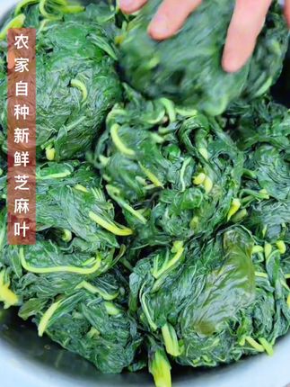 今年新鲜农家自晒新鲜#干芝麻叶 #纯天然绿色食品 #营养丰富 新鲜采摘,自然晒干#香嫩无沙 凉拌,做芝麻叶面条#嘎嘎香 快来尝个鲜