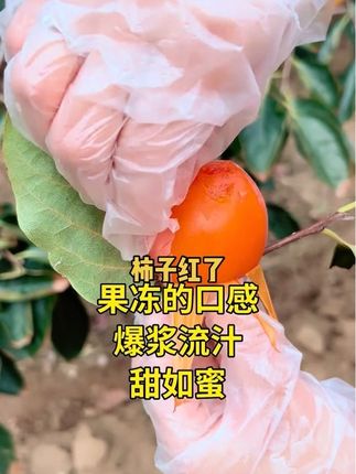 一年一度柿子红……#富平大尖柿#产地直发#应季水果