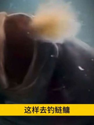 #弹簧棉花钩 #子线双钩 #钓鲢鳙 #钓鲢鳙技巧 #户外钓鱼