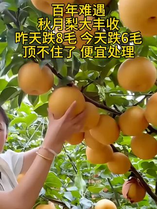 #秋月梨大丰收了 #秋月梨熟了 #现摘现发新鲜到家 #新鲜采摘新鲜发货 #新鲜应季水果