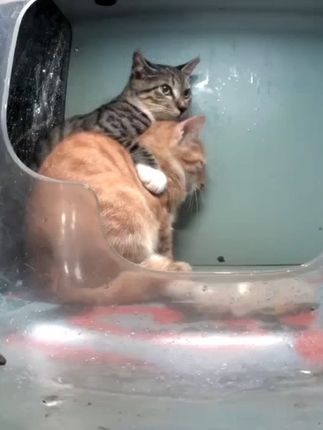 人 下雨了,咪自己处理不好#街猫 #关注流浪猫