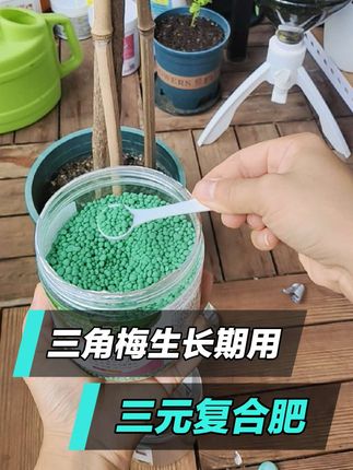 半个月过得真快,又该给三角梅施肥了,养了几十盆三角梅,大半年用了一罐三元复合肥,再来一罐😂#复合肥 #施肥 #三角梅施肥 #三元复合肥 #养花小知识