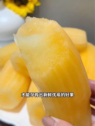 我又回购了这个雪莲果,它是真心的好吃啊!汁水特别多,果肉也很细腻,只有一两分甜~#大人孩子都爱吃 #强烈推荐 #优质农产品 #雪莲果 #应季水果