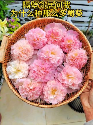 #上热门 多种颜色的#蜀葵花种子 花色艳丽,南北方都能种,种一次年年有花看#花卉绿植 #爱生活爱养花 #蜀葵