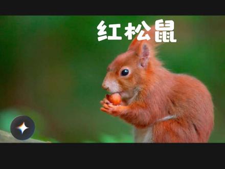 #动物#松鼠 是怎样找到坚果的 #动物