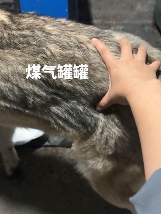 吃增肌壮骨 长肉长个 变成煤气罐罐 芽儿没有老实时候#小狗干饭 #狗子 #捷克狼