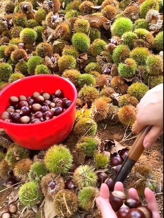 这可不是普通板栗,这是锥栗,一个栗壳里一颗栗子,所以锥栗营养更丰富,个头更饱满,生吃脆甜,熟吃粉糯香甜,快来尝尝吧~#锥栗 #板栗 #好吃到停不下来 #妈呀太香了 #新鲜采摘