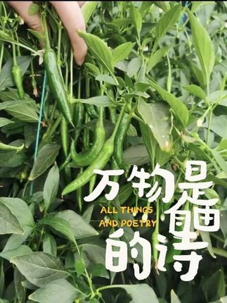 樟树港辣椒种子耐热耐寒秋播春播辣椒籽!