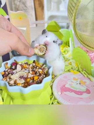 #仓鼠粮食推荐 #仓鼠粮食金丝熊鼠粮面包虫卡诺美毛粮营养磨牙棒宠物食品食粮用品#萌宠好物@抖音小助手